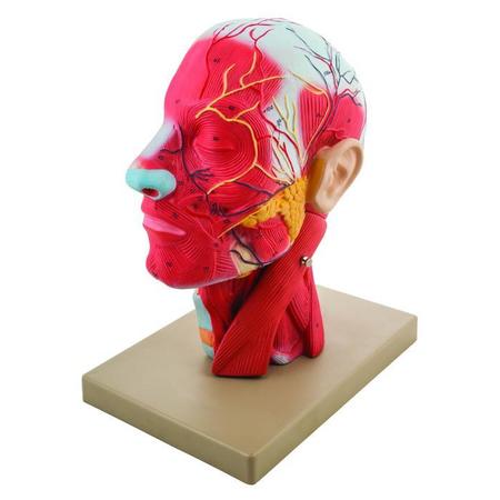 EISCO Model, Human, Head, 1/2 Life Size AM25AS